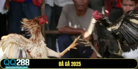 Đá gà 2025 của QQ288